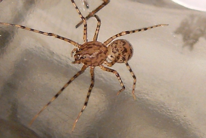 Ragno sputatore: Scytodes sp.